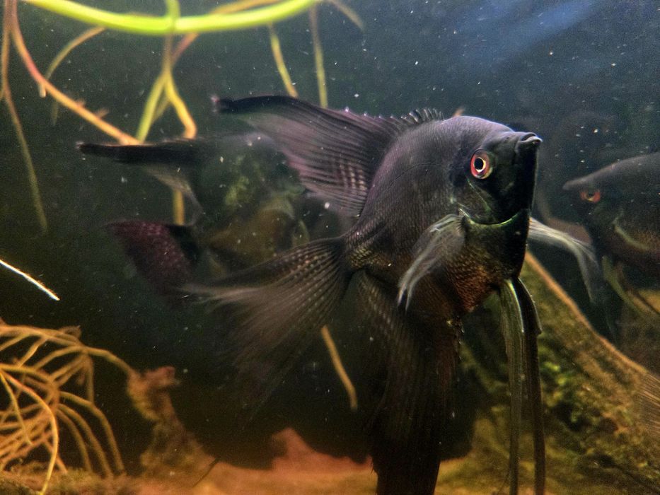 Skalar czarny weloniasty XL