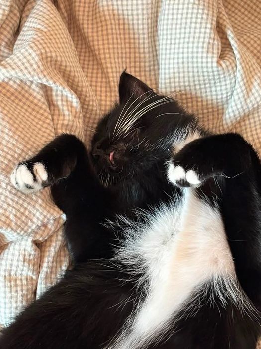Cat for an adoption