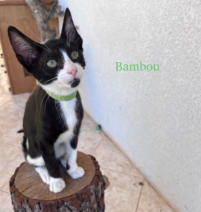 Bambou para adoção