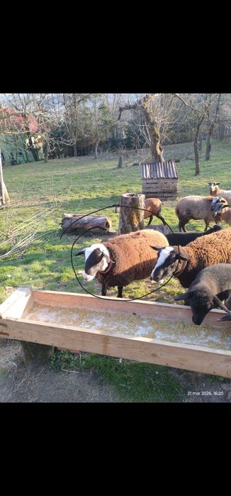 Sprzedam owcę owca Nolana