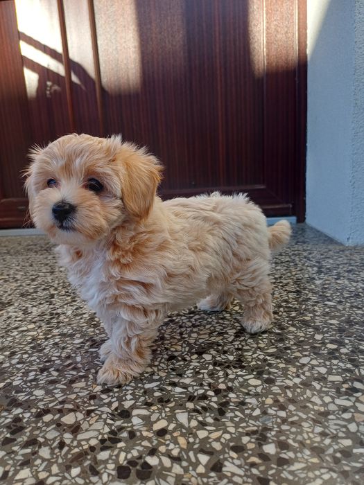 Maltipoo  sunia maluda.