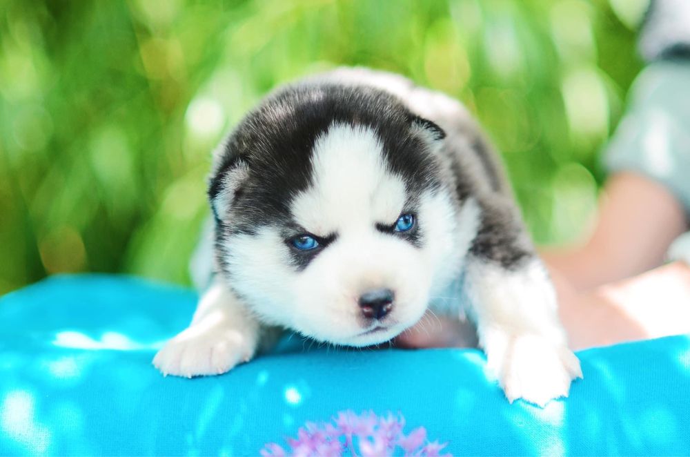 Шикарные щенки сибирского хаски. КСУ