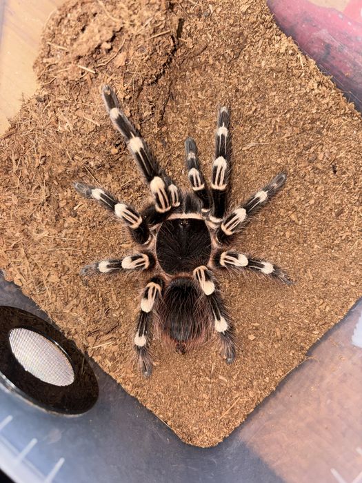 A. geniculata SAMICA 8DC