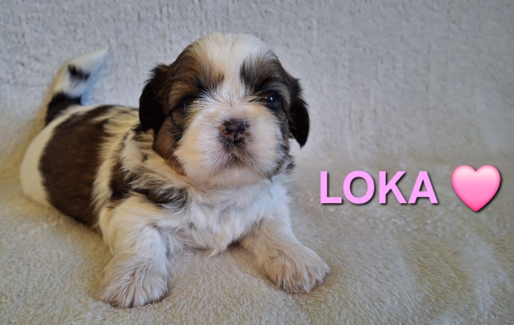 Sunia Shih Tzu rezerwacja