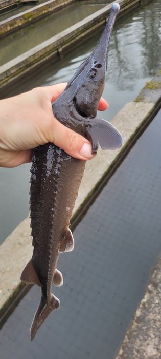 Narybek kroczek jesiotra syberyjskiego ok 200g hodowla