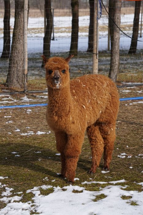 Alpaki młode samce Hodowla Monalpi alpaka farm