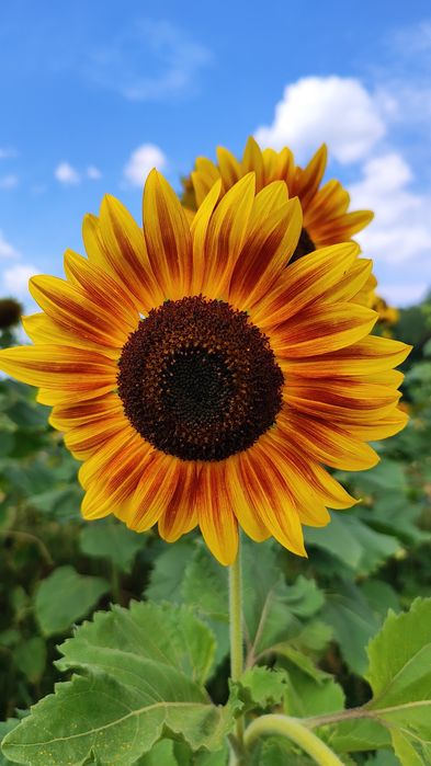 Słonecznik ozdobny na kwiat cięty MATERIAŁ SIEWNY