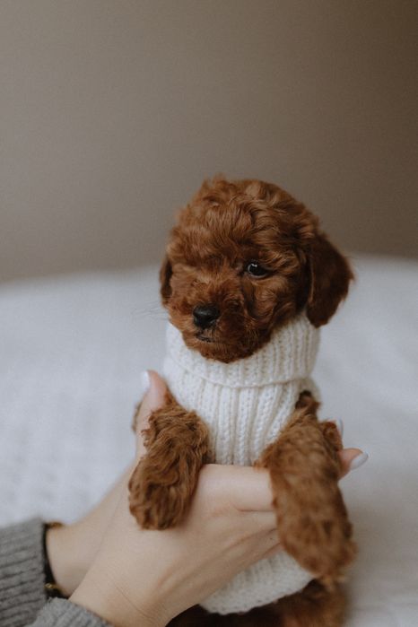 Poodle toy VIP (іграшковий пудель)