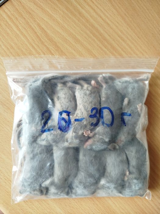 Кормовые мыши. Мыши на корм. Бегунки. Кормовые крысы. Заморозка