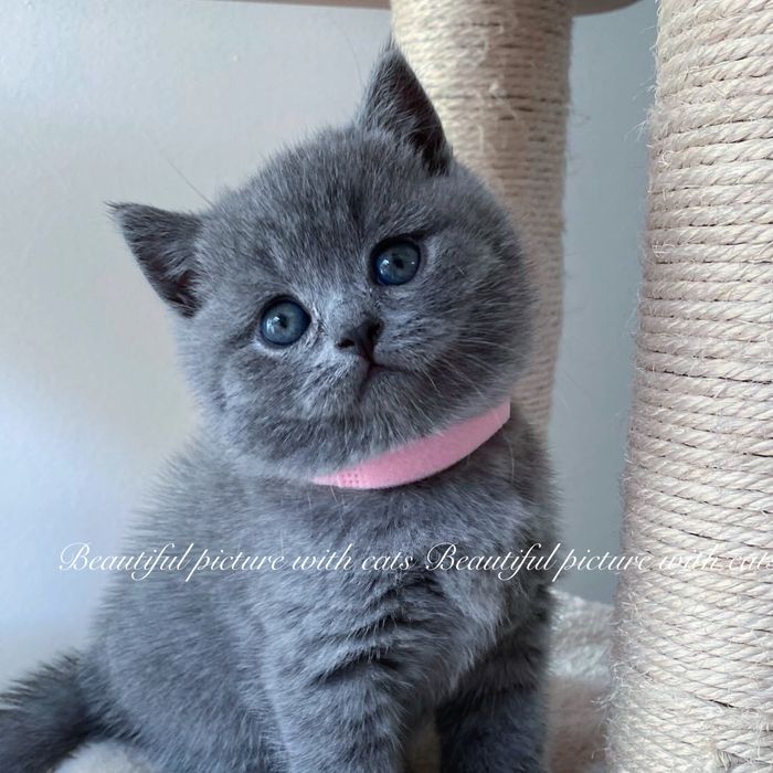 Дуже класні хвостики