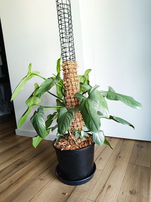 Filodendron hastatum silver Queen, kilka sadzonek