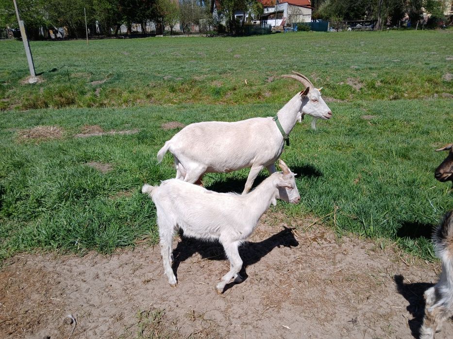 Młode kozy sprzedam