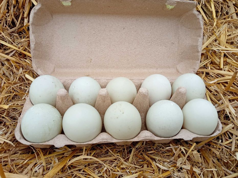 Jaja legowe kaczek biegusów
