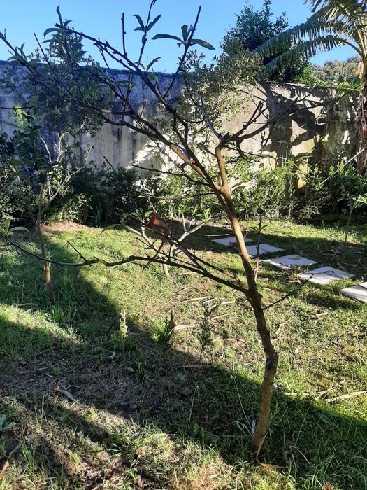 Pessegueiro enxertado