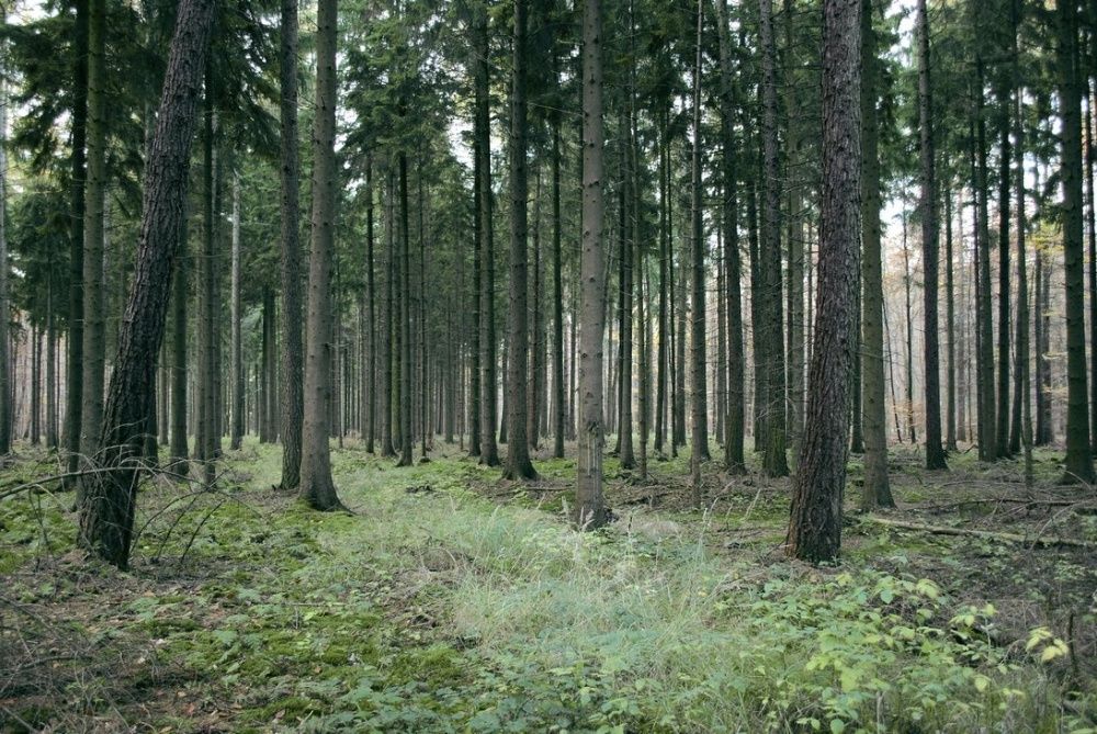 Terrenos em Santa Comba Dão
