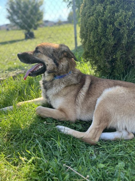 Rudzik do najpilniejszej adopcji!!!