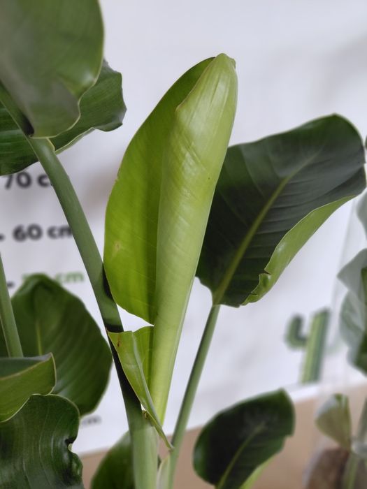 Strelitzia nicolai, Strelicja biała 100 - 120cm WYSYŁKA