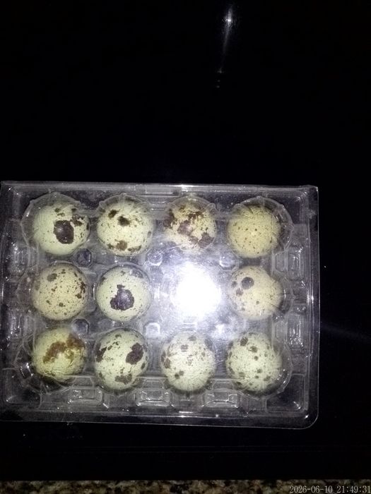 Ovos de codorniz