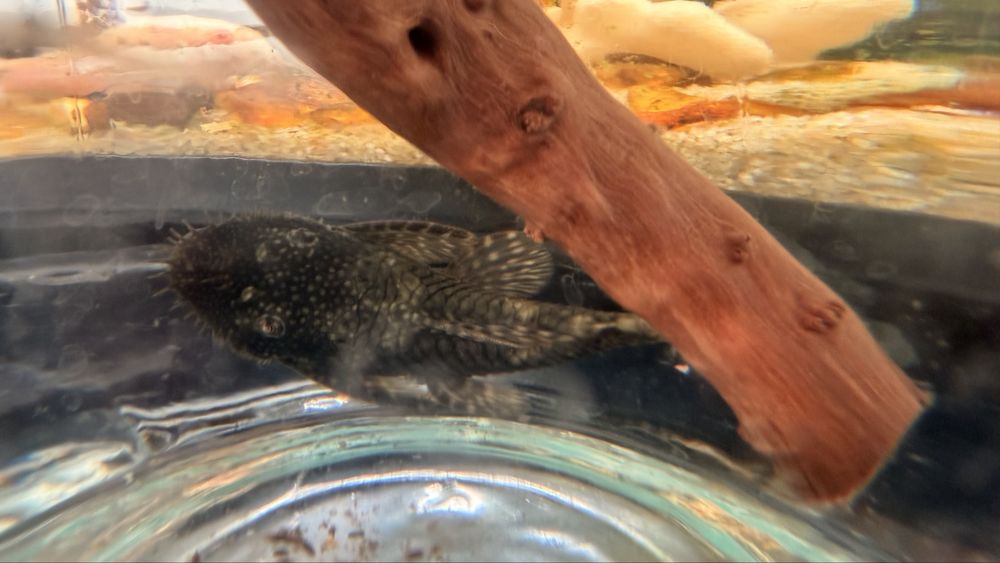 8-10 cm Glonojad. Za darmo