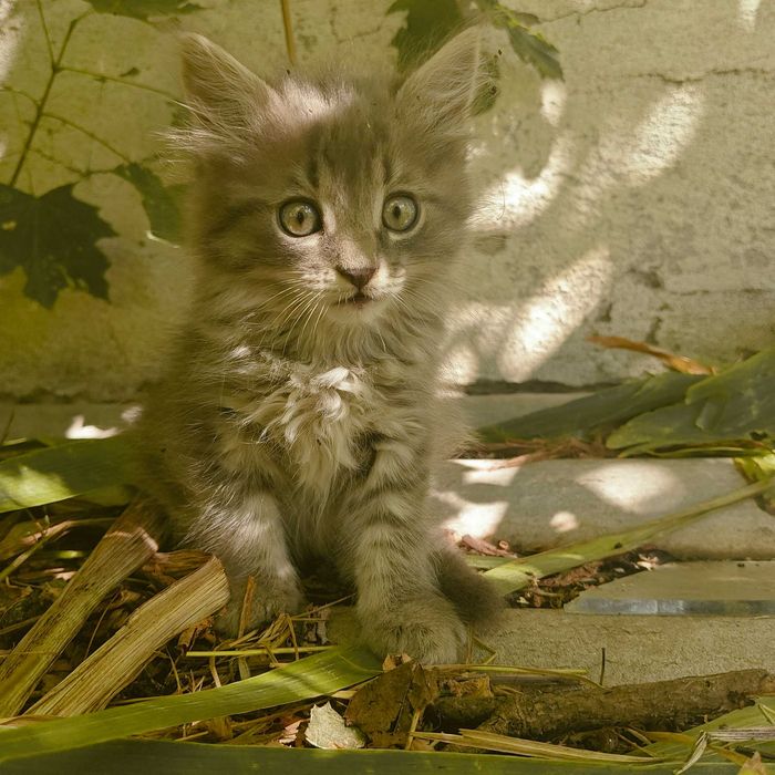 Кошенята 2 місяці