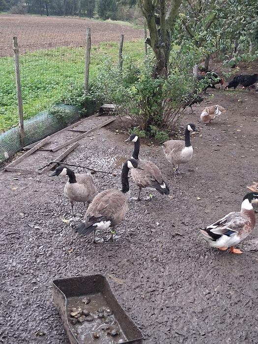 Bernikle kanadyjskie 2025