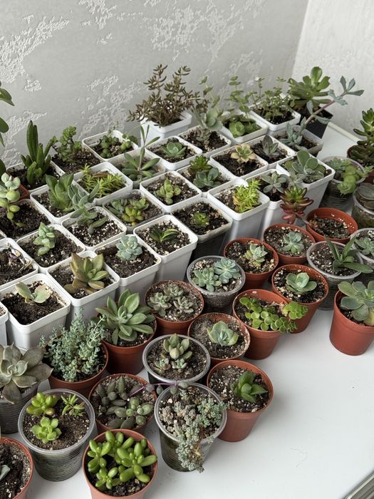 Продам сукуленти