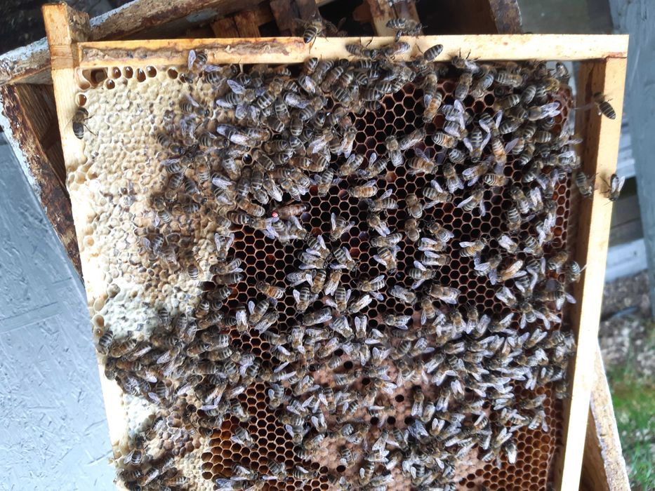Odkłady pszczele przezimowane