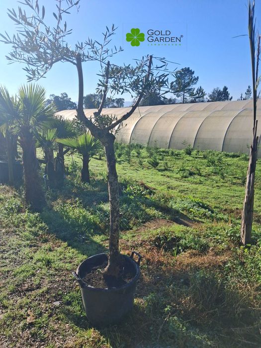 Oliveiras a Bom Preço