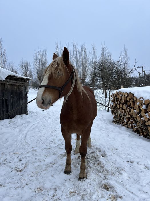 Продаєця молодий робочий жеребець з великіх коней