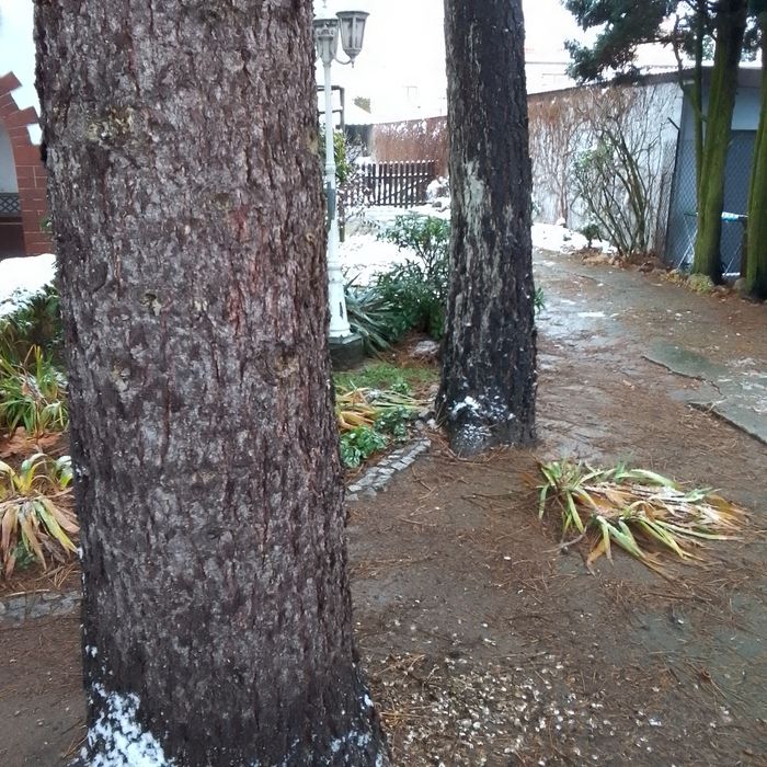 Oddam za darmo 2 drzewa  Rezerwacja