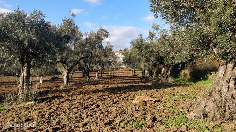 Terreno Rústico / Fundão, Alcaria