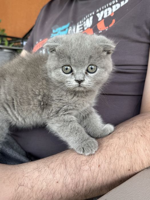 Продам британського котика