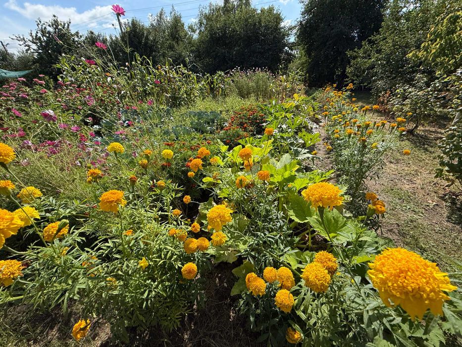 Продам 3 кім будинок в смт Баришівка, Київська область, Є ВІДЕООГЛЯД