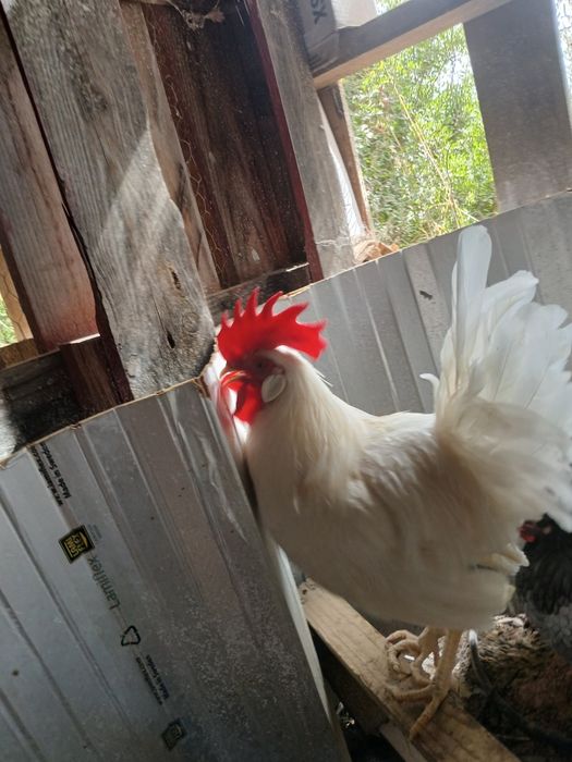 Galo de legorne branco