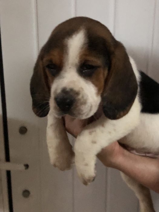 Beagle macho. pronto para entrega. Vacinado e desparasitado.