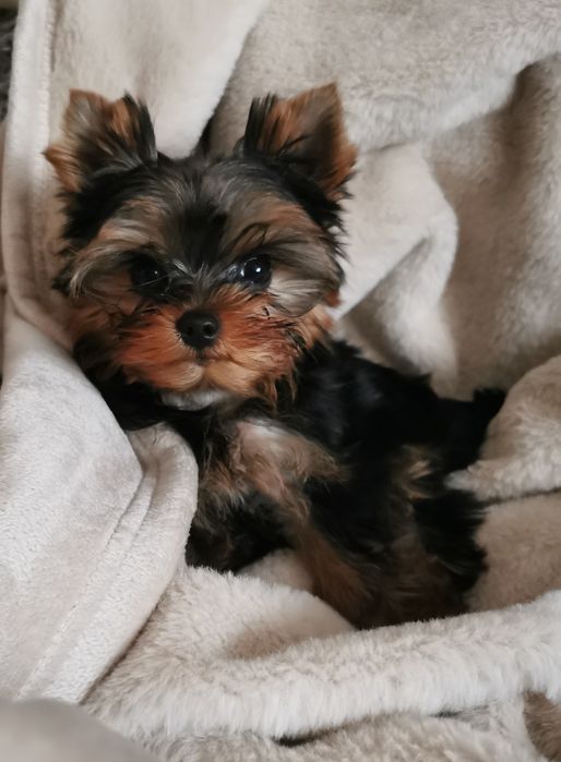 Yorkshire terrier piesek szczeniak