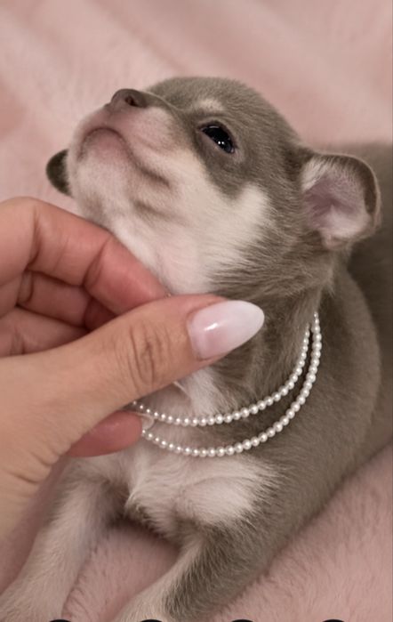 Chihuahua mini dziewczynka ZAREZERWOWANA