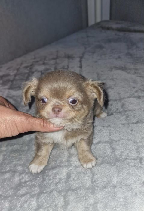 Estupendo menino mini pelo comprido chihuahua/chiuaua de Qualidade