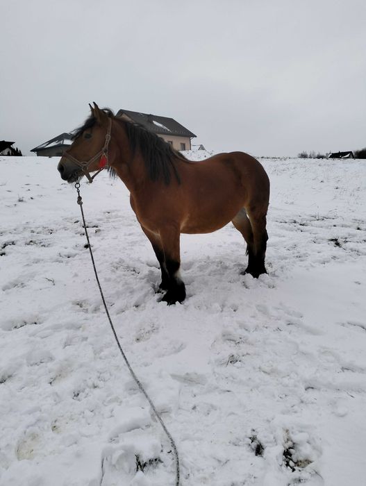 Sprzedam klacz Zimnokrwistą