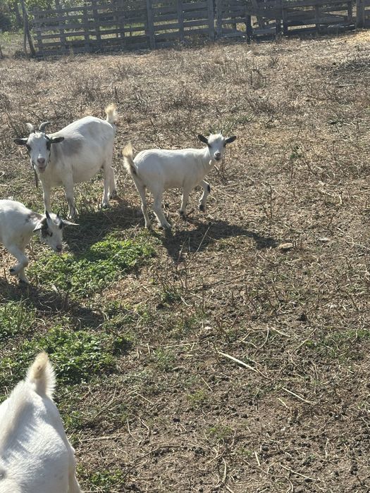 Vendo cabras anas prenhas