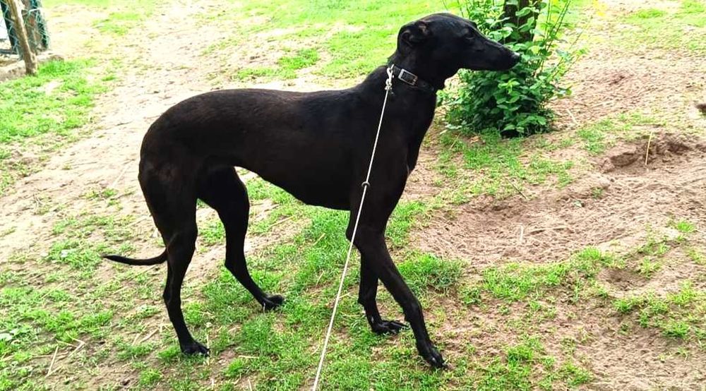 Oddam  młodą suczkę chart greyhound