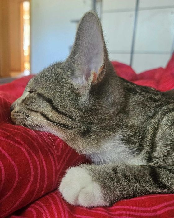 Siostra już w domu, a on wciąż czeka... Poznaj cudownego Stasia.