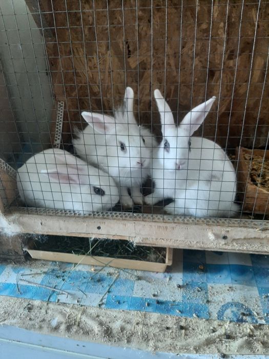 Декоративные мини кролики