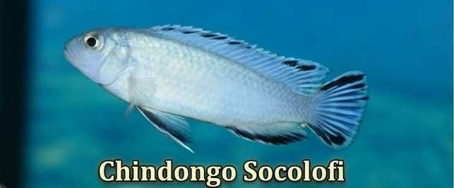 Chindongo Socolofi 3,5-4cm Hodowla Pyszczaków Toruń, Pyszczaki najwyższa jakość