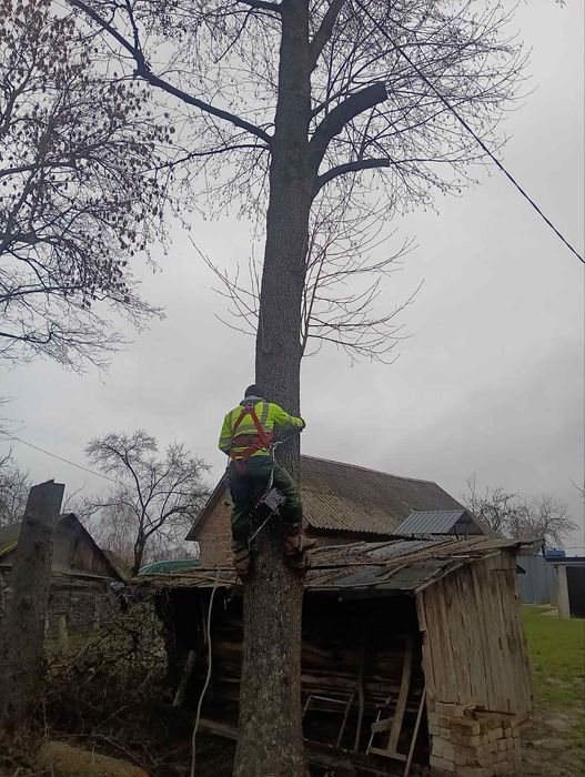Спил дерев,спилить дерево,розчистка участок.