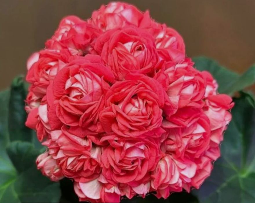 Пеларгонія ЮВ -Баронесса , Та Історія кохання.  
Пропоную добре вко