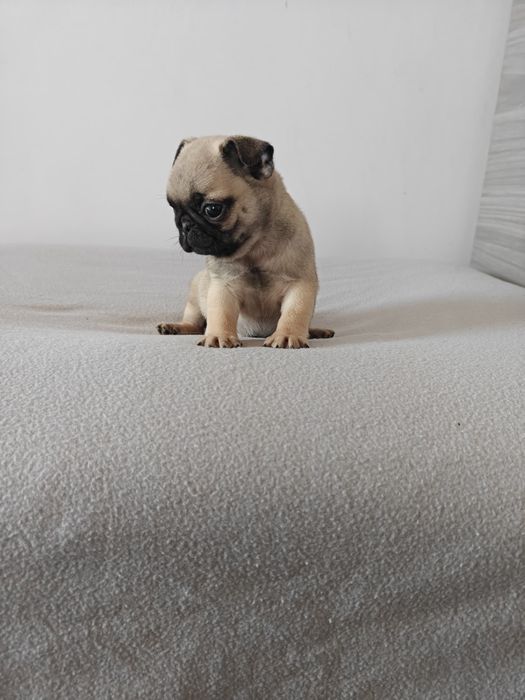 Sprzedam ślicznego samca Mops beżowy