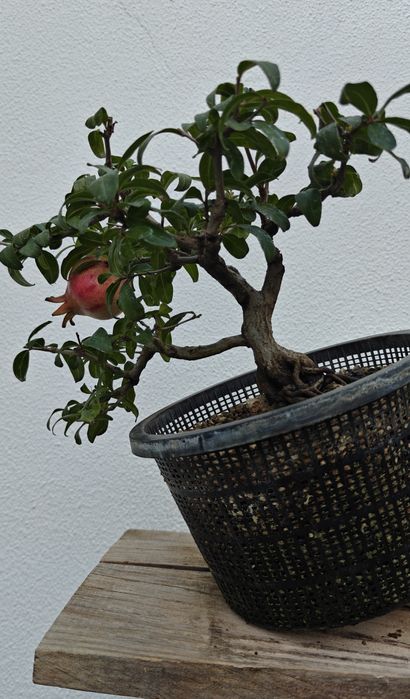 Romanzeira Bonsai