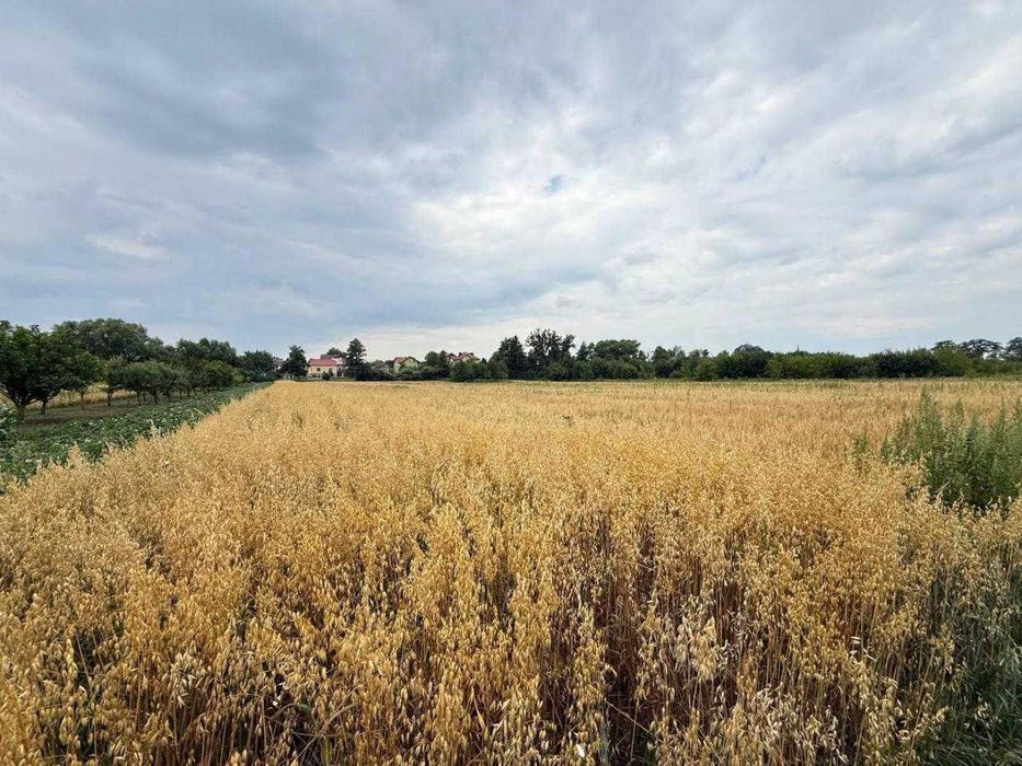 Продаж / Земля під інд. будівництво / Чишки
