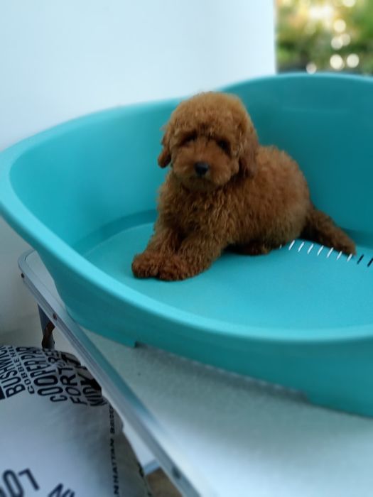 Той - Пудельок ред.